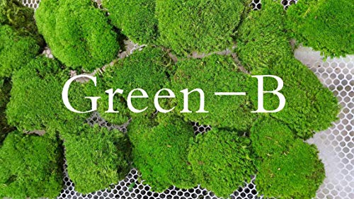 Preserved Pole Moss Pillow Bun Cushion Natural Green Decorative Real Natural Green DIY Kit Terrariums Gardenning Art Wall Decor Florist Decor Easter Table Decor Wedding (3.0 sq.ft., Green-B) - color: Green-b, size: 3.0 sq.ft.