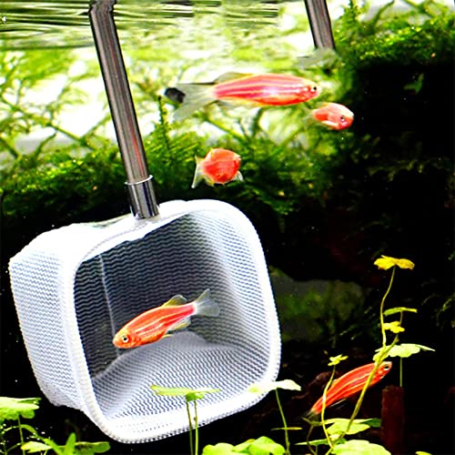 Fishing Landing Net, Extendable Telescopic Fish Shrimp Skimming Net Stainless Steel Handle Fishing Net for Aquarium Fish Pond Creek(Green)