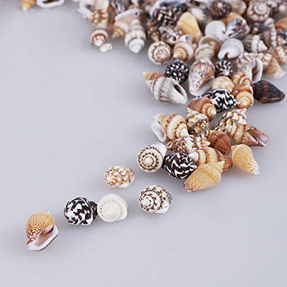 2000 PCS Tiny Mini Small Sea Shells for Crafting Spiral Conch Shells for Crafts Charms for Home Decorations Candle Decor DIY Fish Tank and Beach Vase Filler