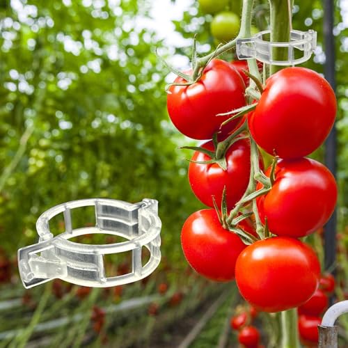Dalzom® 300Pcs Tomato Clips, Plastic Trellis Clips Plant Support Clips, Plant Clips for Support, Grape Vine, Tomato Vine, Vegetables Plants, Garden Clips to Grow Upright Makes Plants Healthier - color: Translucent