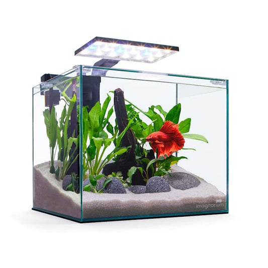 Imagitarium by Petco Glass Betta Aquarium Kit 5 Gallons - size: 5 GAL