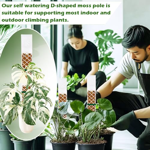 MIIIM 3 Pcs Self-Watering Moss Poles, D Shape Moss Pole Kit for Climbing Plants Indoor, Semi Transparent Monstera Plant Support, 39 Inches in Total Length - color: 3 pcs semi-transparent