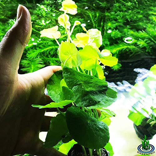 Brazilian Pennywort | Hydrocotyle Leucocephala Potted Live Aquarium Plants for Freshwater Fish Tank