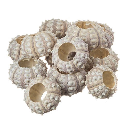Nautical Crush Trading 12 Purple Sputnik 1.5-3" Sea Urchin Shells - Air Plant Holder - No Plants Included
