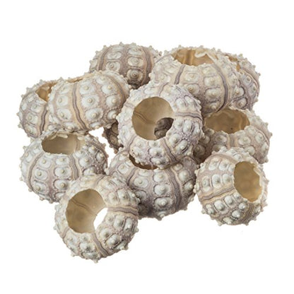 Nautical Crush Trading 12 Purple Sputnik 1.5-3" Sea Urchin Shells - Air Plant Holder - No Plants Included