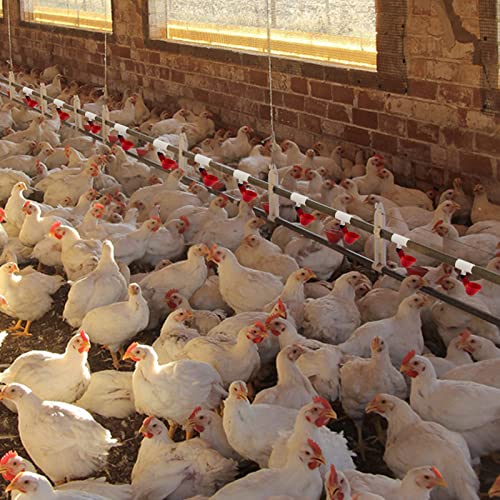 20 Pack Chicken Waterer PVC Tee Fittings - Fully Automatic for Threaded Chicken Waterer Nipples/Cups/Feeders/Poultry Water Drinker, White