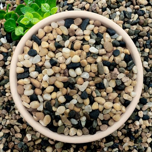 6 lb Aquarium Gravel, 1/4" Ph-Natural Pea Gravel for Fish Tank,Small River Rocks for Plants, Decorative Aquarium Pebbles for Vase Fillers, Landscaping, Succulent, Cactus, Terrarium, Bird Bath - size: 6 lb
