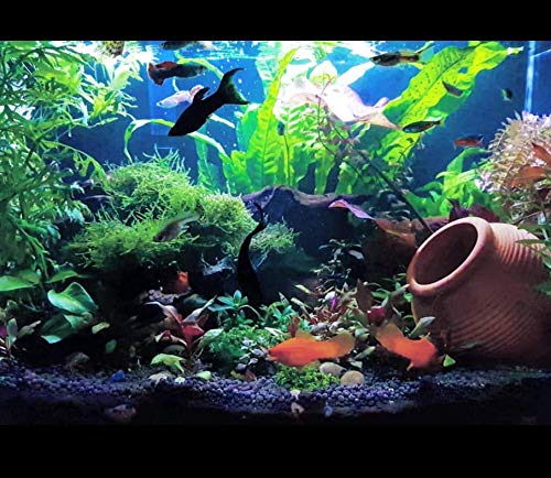 (10+ Leaves) Microsorum Pteropus Java Fern Live Aquarium Plant Tall Bunch Aquatic Fish Tank Decoration