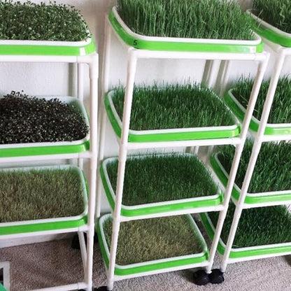 20 Pack 12.6 x 10 x 1.8 inch Microgreens Growing Trays, BPA-Free Sprouting Trays, Germination Tray for Beans, Wheatgrass & Microgreens, Home, Kitchen & Garden - size: 20 Pack 12.6 x 10 inch green