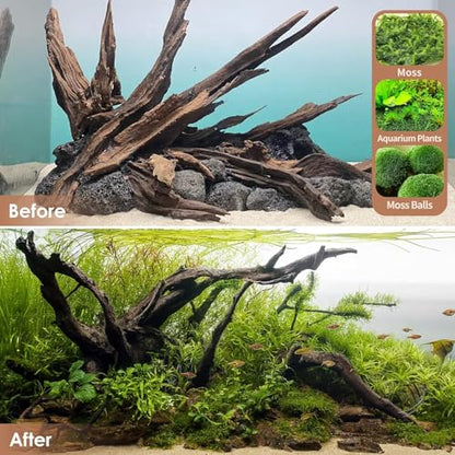 Natural Large Aquarium Driftwood for Fish Tanks & Reptile Terrariums – 100% Safe Fish Tank Decorations, 2-Piece 10-14 Inch Unique Twisted Branches Low Tannin, Easy to Sink
