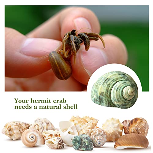 Lucky Baby 15+pcs Hermit Crab Shells Small to Medium Sea Conch Size 1/4-1 1/2 Inches Natural Growth Turbo Seashells Conch for Small Hermit Crab Turbo Shells