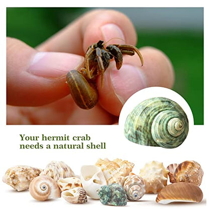 Lucky Baby 15+pcs Hermit Crab Shells Small to Medium Sea Conch Size 1/4-1 1/2 Inches Natural Growth Turbo Seashells Conch for Small Hermit Crab Turbo Shells