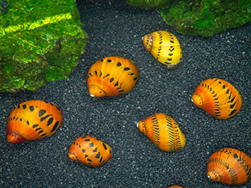 Aquatic Arts 3 Live Tiger Nerite Snails | Aquarium Background Accessories | Safe in Freshwater Tetra/Guppy/Betta Fish Tank