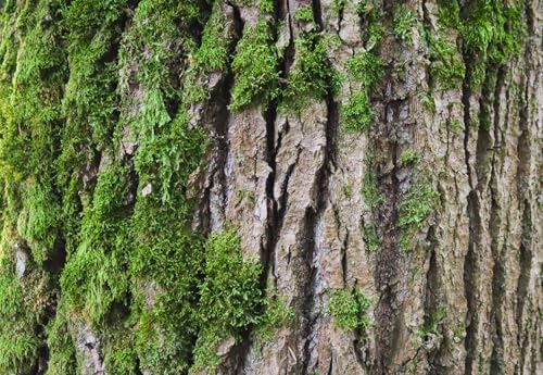 36X18 Inch Tropical Moss & Bark Reptile Tank Background – Realistic Forest Trunk Texture Moisture-Friendly Polyester Backdrop for Dart Frogs & Crested Geckos - size: 36X18in