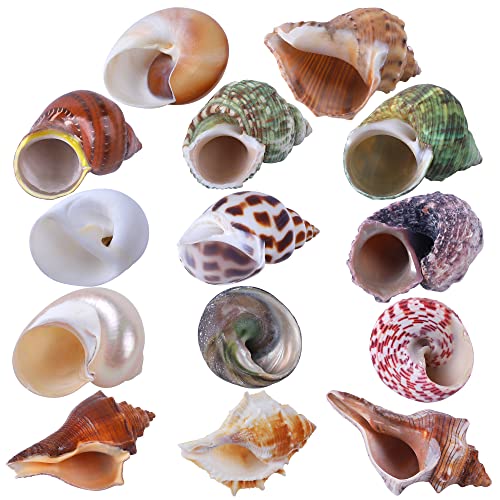 14PCS 14 Kind Small Medium Large Natural Hermit Crab Shells Size 1" - 3.5", Opening 0.8" - 1.5" Hermit Crab Supplies Pearl Turbo Seashell for Décor