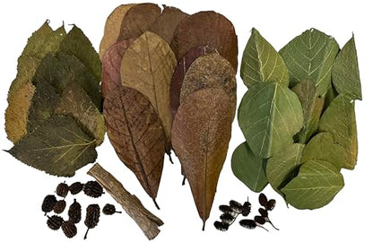 Awesome Aquatic Shrimp Combo Kit 10 Each Catappa, Mulberry and Dadap Leaves, Alder & Casuarina Cones, 10 g Catappa Bark and 1-6 inch Cholla Wood