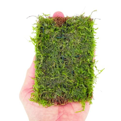 Java Moss Vesicularia Dubyana Mats US Grow Live Aquarium Plant Tropical Freshwater Decorations BUY2GET1FREE