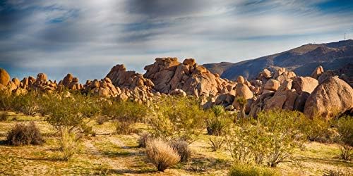 YongFoto Polyester Joshua Tree National Park Photography Background Stones Valley Cactus Shrub Bush Desert Sand Land Backdrop for Photoshoot Wild West Party 72x18 inches Dragon Tank Background - color: Yellow-2, size: 72x18 IN