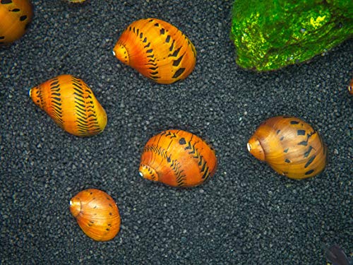 Aquatic Arts 3 Live Tiger Nerite Snails | Aquarium Background Accessories | Safe in Freshwater Tetra/Guppy/Betta Fish Tank