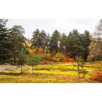 Pine Trees Forest Aquarium Background Yellow Dried Leaves Park Pond Fish Tank Background Autumn Foggy Sky Nature Landscape Scene Terrarium Backgrounds Golden Fall Reptile Tank Backgrounds 36x24in