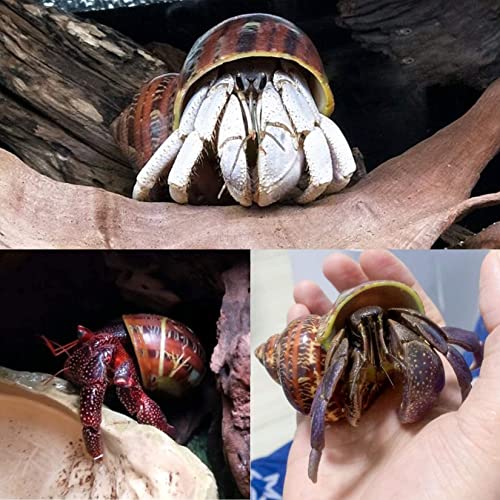 14PCS 14 Kind Small Medium Large Natural Hermit Crab Shells Size 1" - 3.5", Opening 0.8" - 1.5" Hermit Crab Supplies Pearl Turbo Seashell for Décor