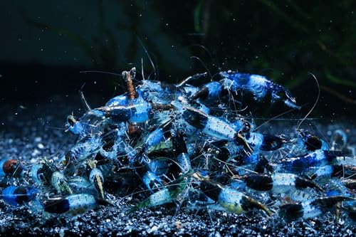Live Freshwater Aquarium Shrimp - Neocaridina (Carbon Rili, 10 Pack) - color: Carbon Rili