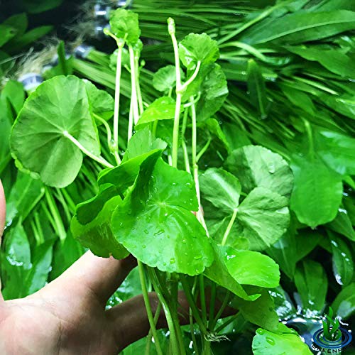Brazilian Pennywort | Hydrocotyle Leucocephala Potted Live Aquarium Plants for Freshwater Fish Tank