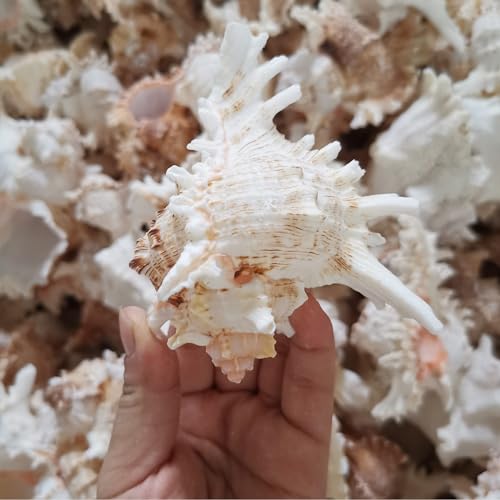 4 Pack 4-5 inches Conch Shells for Decorating air Plant Holders Unique Succulent Pot Betta Fish Tank Decoration Aquarium décor Fish House for Aquarium Beach Theme Party (No Plants)