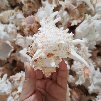 4 Pack 4-5 inches Conch Shells for Decorating air Plant Holders Unique Succulent Pot Betta Fish Tank Decoration Aquarium décor Fish House for Aquarium Beach Theme Party (No Plants)
