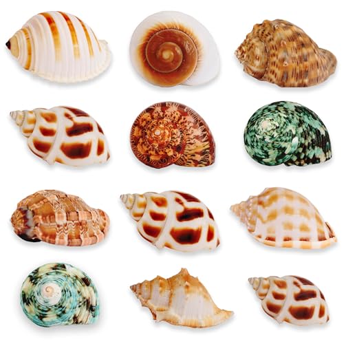 12PCS Natural Hermit Crabs Shell Sea Conch 1.6"-4.3" Large Sizes 9 Types Seashells Turbo for Hermit Crabs Natural Shells Hut for Fish Tank Decor Hide Reptile Hideouts Crustaceans Terrarium Decoration