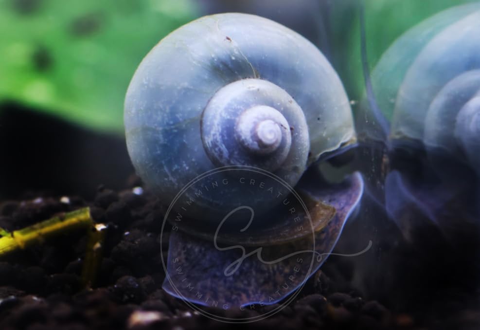 Swimming Creature™ Premium High-Grade Neocaridina Shrimps with Assorted Mystery Snails, Freshwater Aquarium (10 Mixed Shrimps 3 Snails)