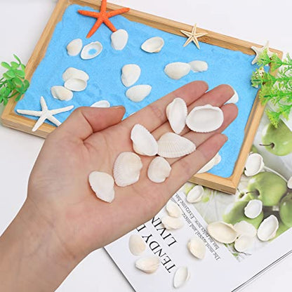 Natural Tiny Sea Shells Small White Clam Shells for Crafts Bulk for Home Decorations, Beach Theme Party, Fish Tank Vase Filler, Bracelet Making Accessories
