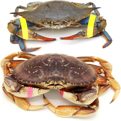 AirFly Crab and Lobster Claw Bands - Size 1" x 0.5" - FDA-Compliant Silicone - Cook Safe, Non-Latex, Non-Toxic - Fits Lobster, Dungeness and Blue Crab - Made in USA (Red, Bands + Bander)