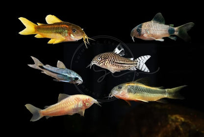 Swimming Creatures 5 PCS Assorted Corydoras Mix, Freshwater Aquarium Catfish Live Arrival Guarantee (3-4 Kinds Mix)