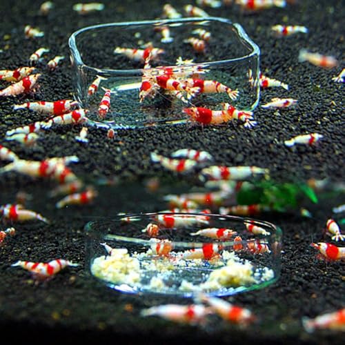 Shrimp Food Box, Round/Square Practical Fish Feeding Bowl, Acrylic Transparent Aquarium Accessories Fish Feeding Dish Shrimp Food Feeding Circle(D)