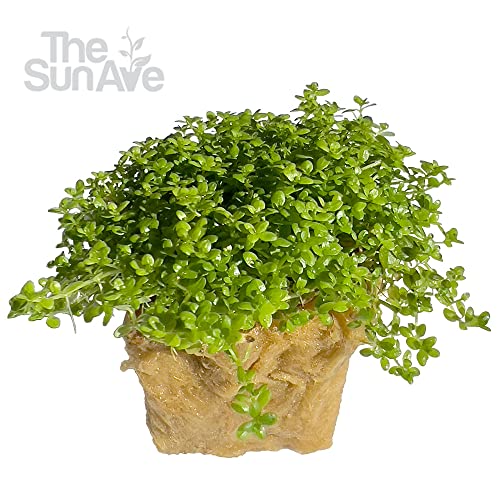 Dwarf Baby Tears Hemianthus Callitrichoides HC Live Aquarium Plants Freshwater Fish Tank