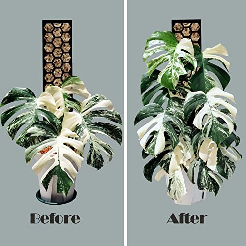 Plastic Moss Pole 4 Pack 17 Inch for Climbing Plants Monstera, Moss Pole Support for Indoor Plants, Plant Support for Monstera Work with Sphagnum Moss, Plant Lover Gifts