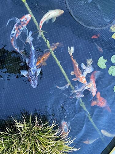 PondXpert Net System Fish Catching Net Head 12'' (30cm) Diameter & Telescoping Pole, Extends to 4'9" (1.5m), Allows Safe Transfer of Delicate Pond Fish and Skimming Small Debris