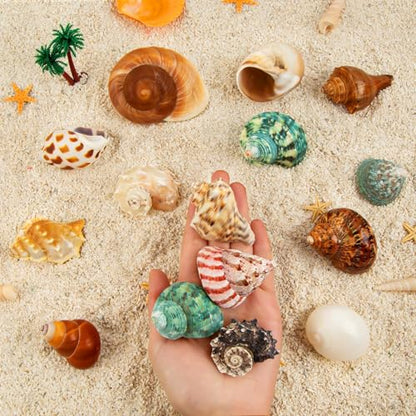 15PCS Hermit Crab Shells | Natural Sea Conch Size 1.6"-3.2" | Growth Turbo for Small to Medium and Large Crabs, Saltwater Hermit Crab Supplies and Sea Shell for Beach Decor