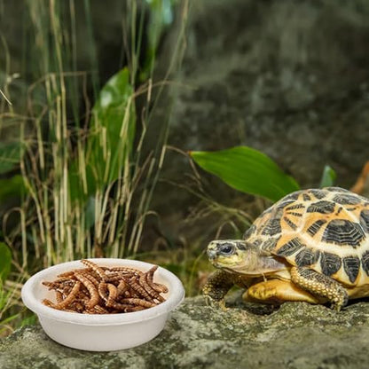 300 Pack 1 oz Gecko Paper Feeding Cups, Small Paper Gecko Food and Water Feeding Cups Reptile Feeder Bowls Ledge Accessories for Crested Gecko Lizards Tarantula Reptiles Pets