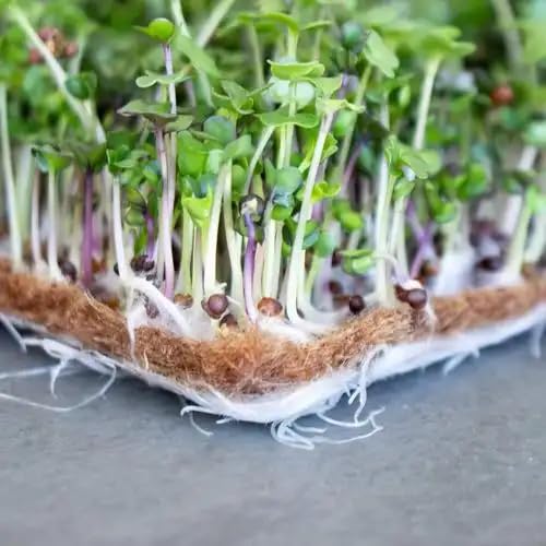 10 Pack Jute Grow Mat for Microgreens, 12" X 12" Hydroponic Grow Pads for Growing Tray Sprouting Trays Jute Fiber Seed Starter Planting for Wheatgrass Sprouts Starter Tray，Micro Greens & Wheatgrass - size: Medium