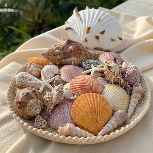 35 Pcs Large Sea Shells Mixed Beach Seashells 35 Kinds 0.8"-3.5" Various Sizes Natural Seashell Starfish Ocean Shells Conch for DIY Crafts Vase Fillers Beach Party Fish Tank Wedding Home Decor