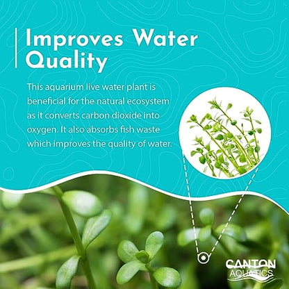 Moneywort Bacopa Monnieri Live Aquarium Plant Stem Bundle Freshwater Easy Beginner Background Plant - Low-Medium Light - size: Bunch