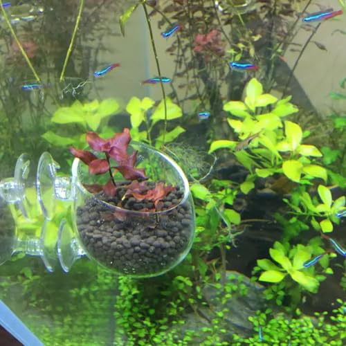 WHJY Transparent Glass Round Aquarium Suction Cups - Plant Holder, Fish Tank Decor - Set of 4