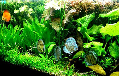3 Different Beginner/Super Easy Live Aquarium Plants - Bacopa + Hornwort + Java Fern BUY2GET1FREE!