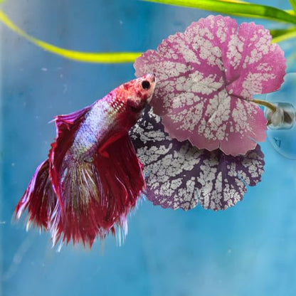 balacoo 2Pcs Betta Fish Leaf Hammock Pad Aquarium Tank Plastic Plants with Suction Cup for Simulating Natural Habitat Spawning Grounds Spot Breeding Resting Bed