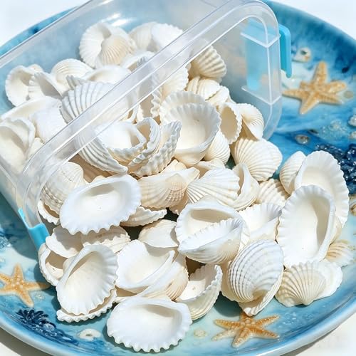 420g Bulk Natural Small Seashell - 0.9-1.3 inches White Seashell Small Sea Shells Clams for Home Decor, DIY Crafts, Jewelry/Bracelet Making, Beach Theme Party, Fish Tank Vase Filler - size: 0.9"-1.3"