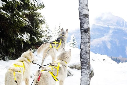 Neewa Pro Sled Dog Harness (Yellow, Medium (Neck 17 Chest 29 Back 20))