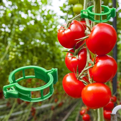 Dalzom® 300Pcs Tomato Clips, Plastic Trellis Clips Plant Support Clips, Plant Clips for Support, Grape Vine, Tomato Vine, Vegetables Plants, Garden Clips to Grow Upright Makes Plants Healthier (Green) - color: Green
