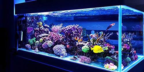 Aquatic Fundamentals Metal Aquarium Stand (10 Gallon, Black) - color: Black, size: 10 Gallon
